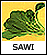 LENGKUAS